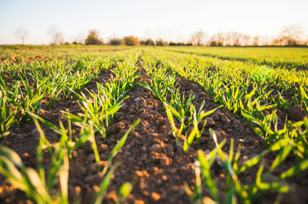 sustainable farming field